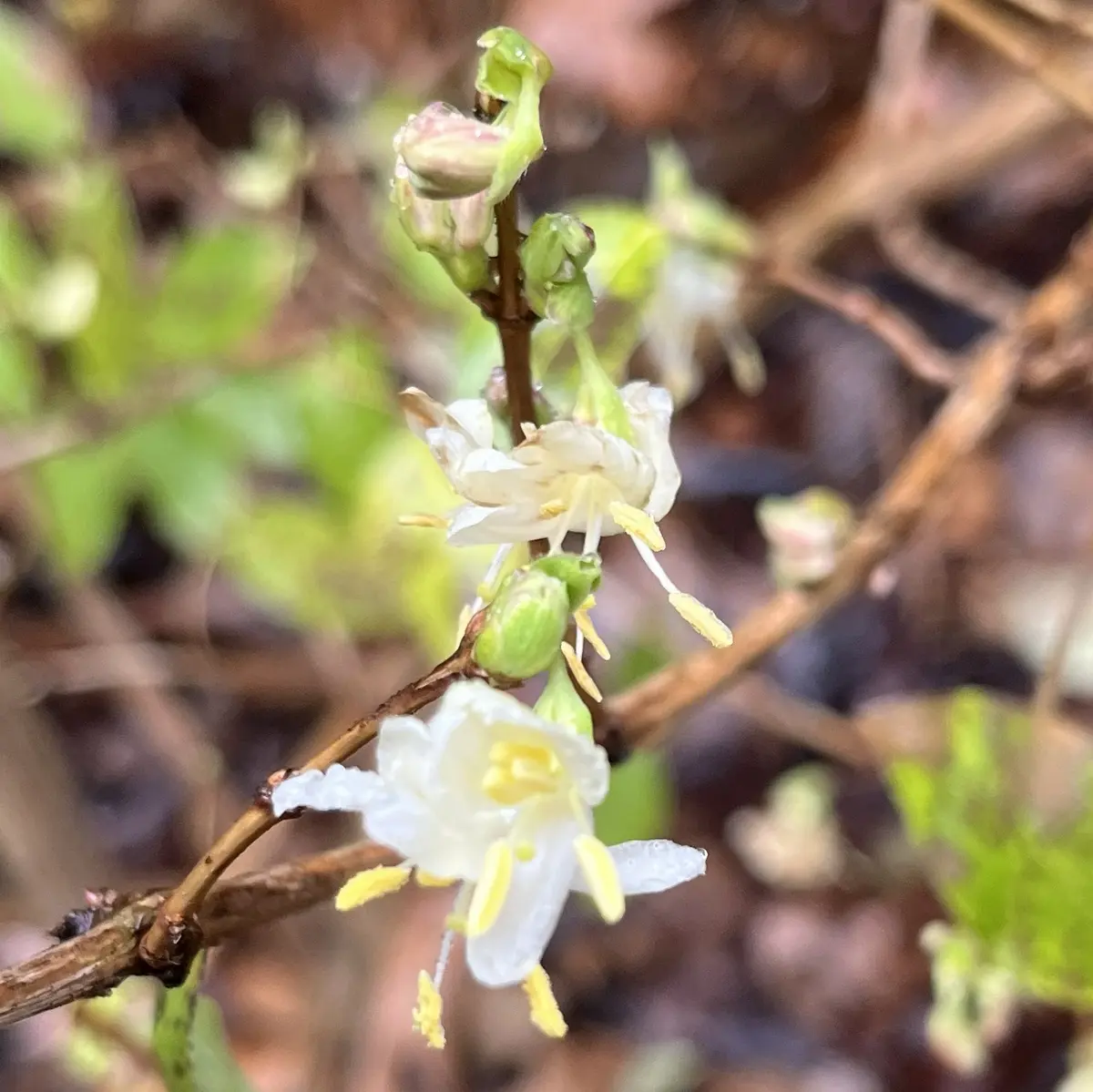 Lonicera purpussii ‘Winter Beauty’ (Kamperfoelie), crème wit bloeiend