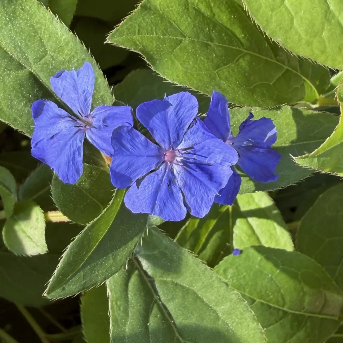 Ceratostigma plumbaginoides (Loodkruid), blauw bloeiend