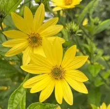 Helianthus ‘Lemon Queen’ (Zonnebloem), geel bloeiend