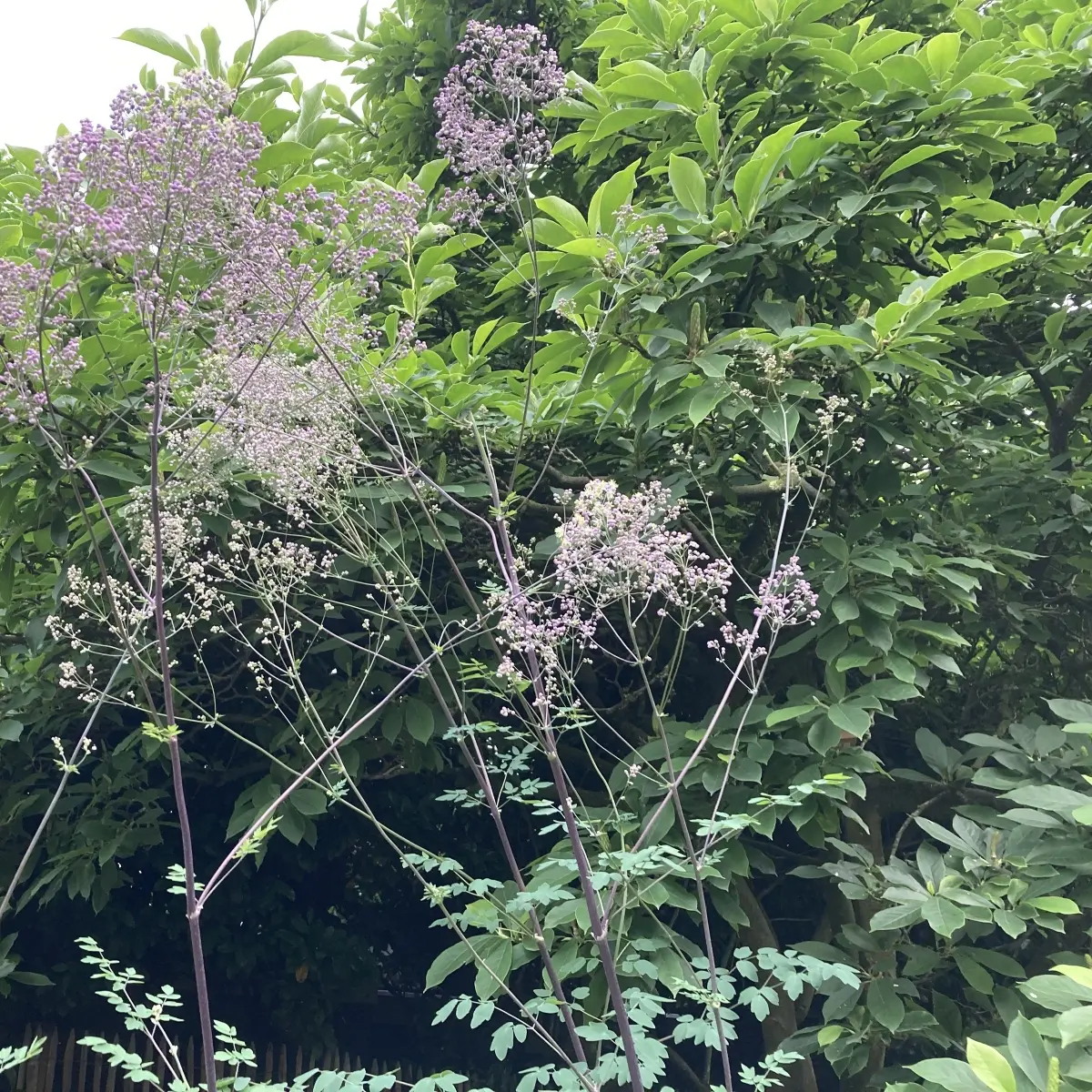 Thalictrum rochebrunianum (Ruit), lila bloeiend