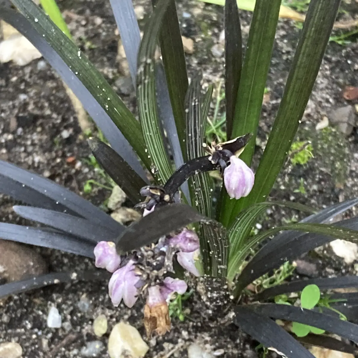 Ophiopogon planiscapus ‘Niger’ (Zwart gras), roze bloeiend