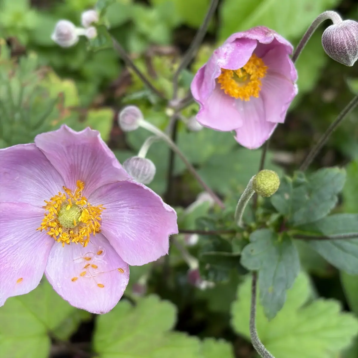 Anemone hybride ‘Spring Beauty Pink’ (Japanse Anemoon), roze bloeiend
