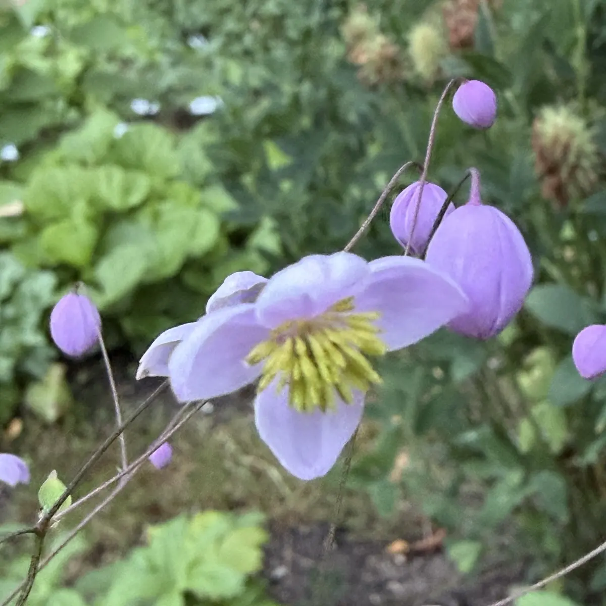 Thalictrum delavayi ‘Splendide’ (Ruit), lila bloeiend