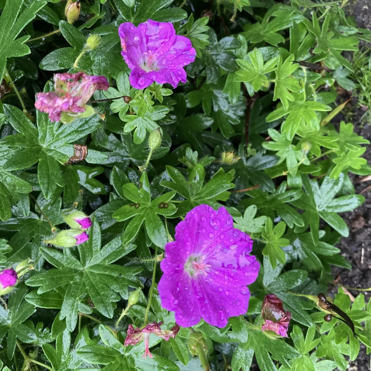 Geranium sanguineum ‘Max Frei’ (Ooievaarsbek), roze rood bloeiend