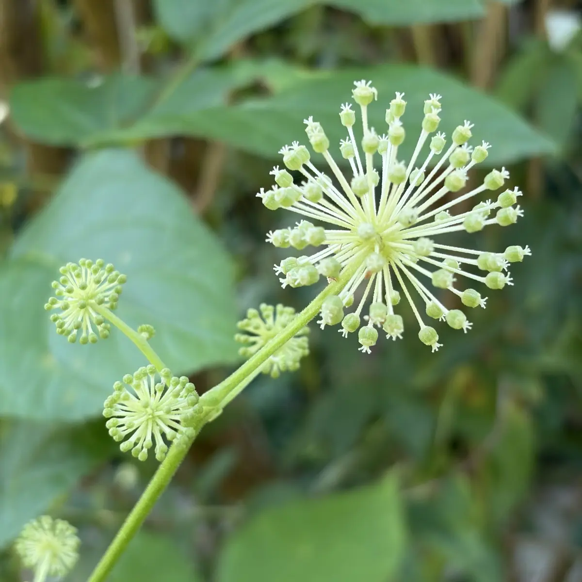 Aralia racemosa (Duivels wandelstok), groenwit bloeiend