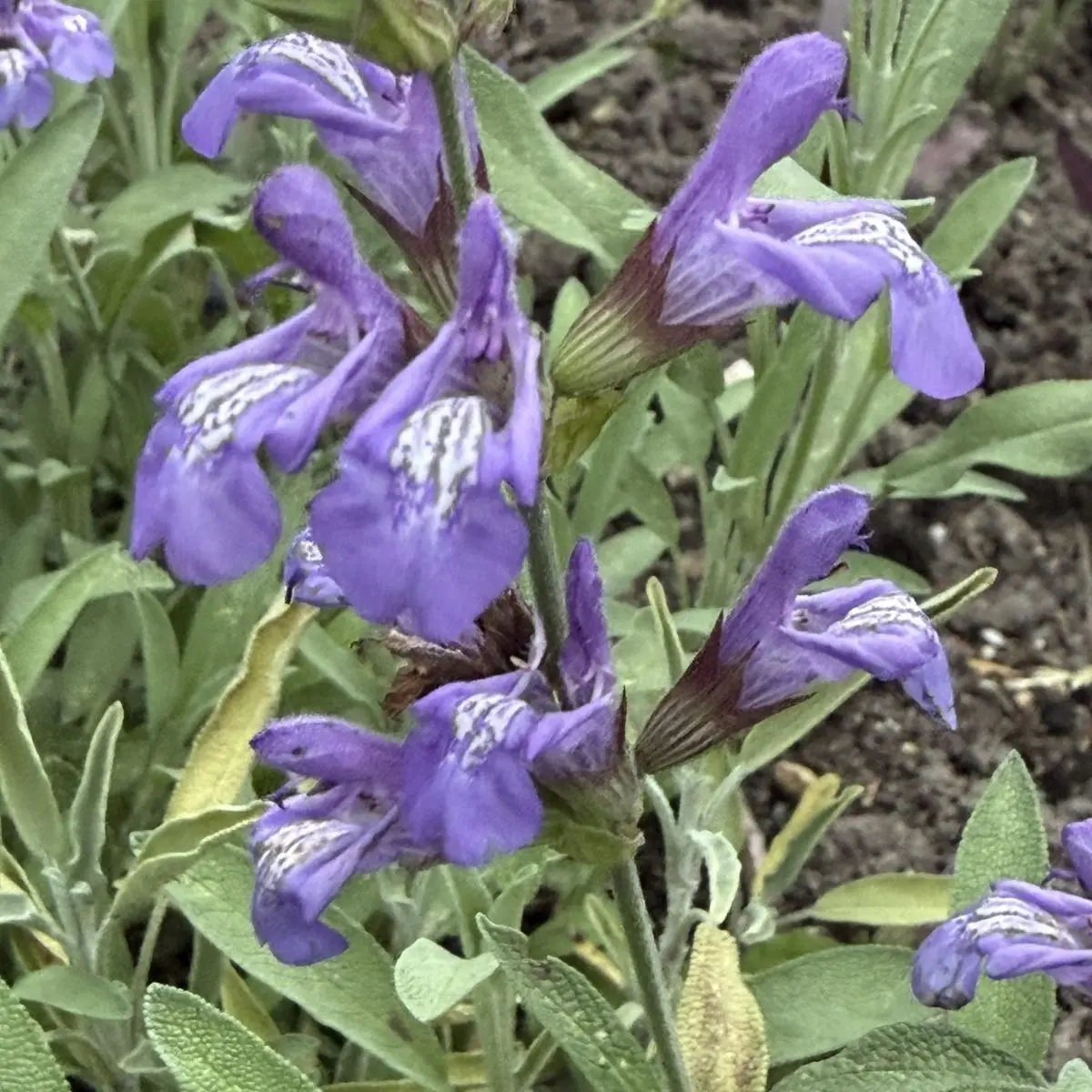 Salvia lavandulifolia (Salie), lilablauw bloeiend