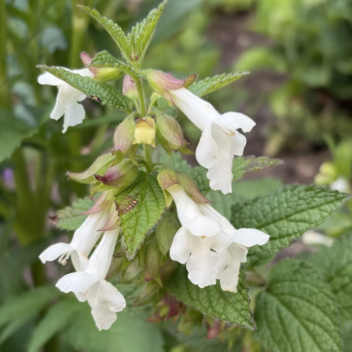 Melittis melissophyllum ‘Alba’ (Bastaardmelisse), wit bloeiend