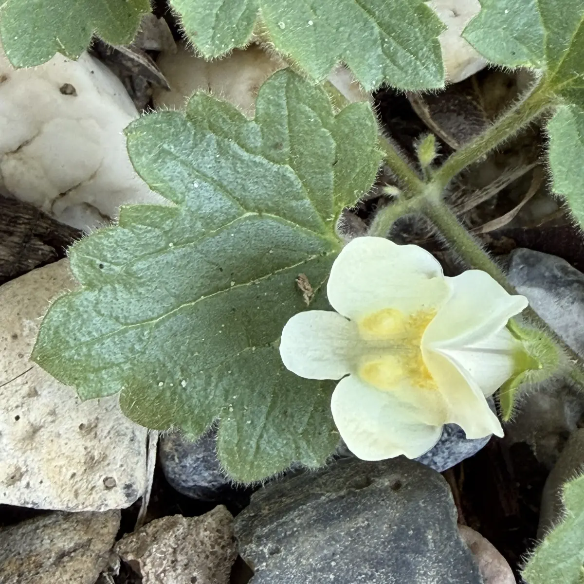 Asarina procumbens (Asarina), lichtgeel bloeiend