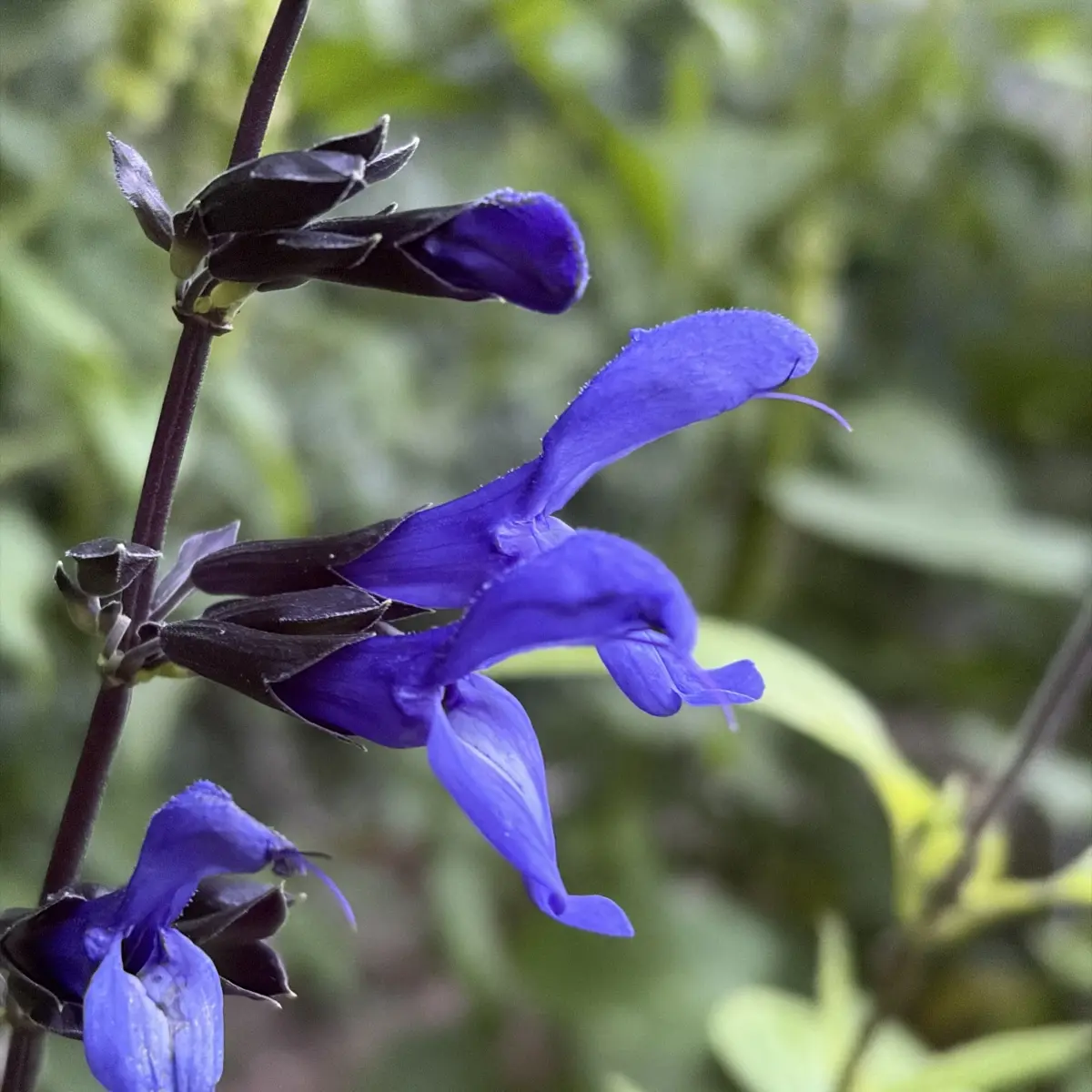 Salvia guaranitica 'Black and Blue' (Salie), blauw bloeiend