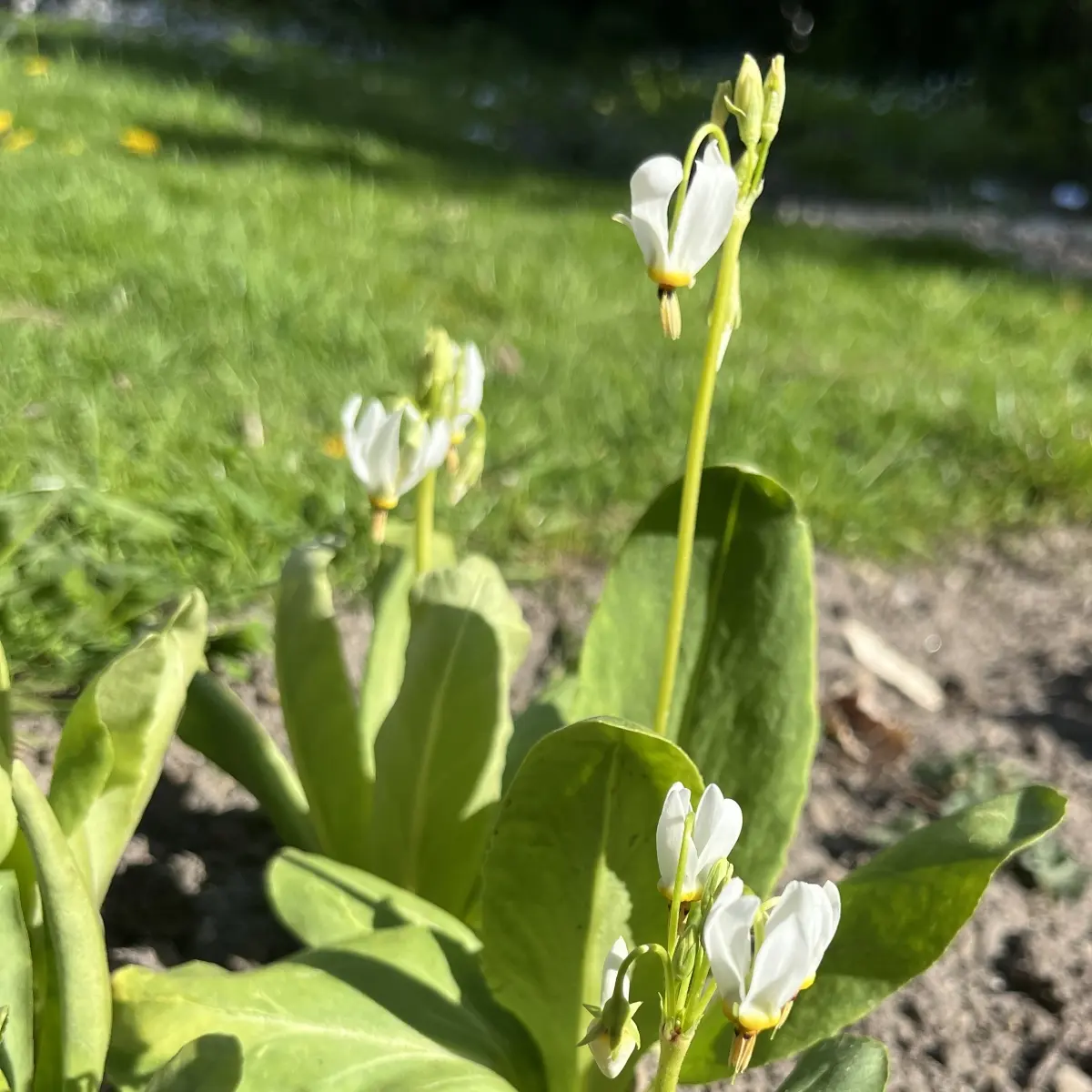 Dodecatheon maedia ‘Alba’ (Twaalgodenkruid), wit en roze bloeiend
