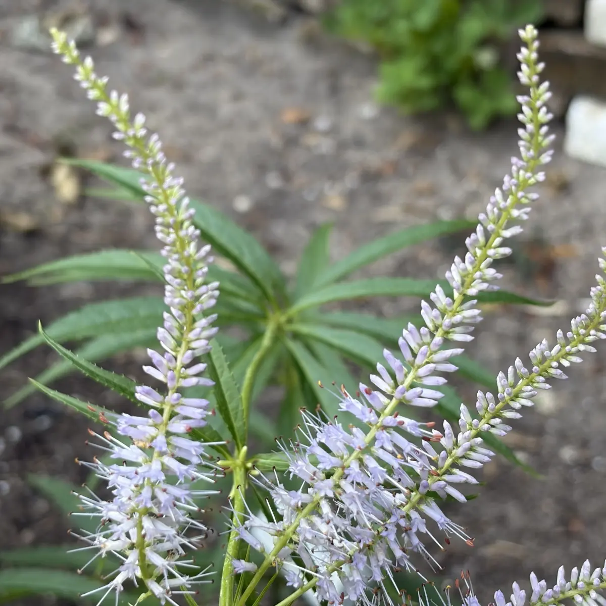 Veronicastrum virg. ‘Lavendelturm’ (Virginische Ereprijs), lavendelblauw bloeiend