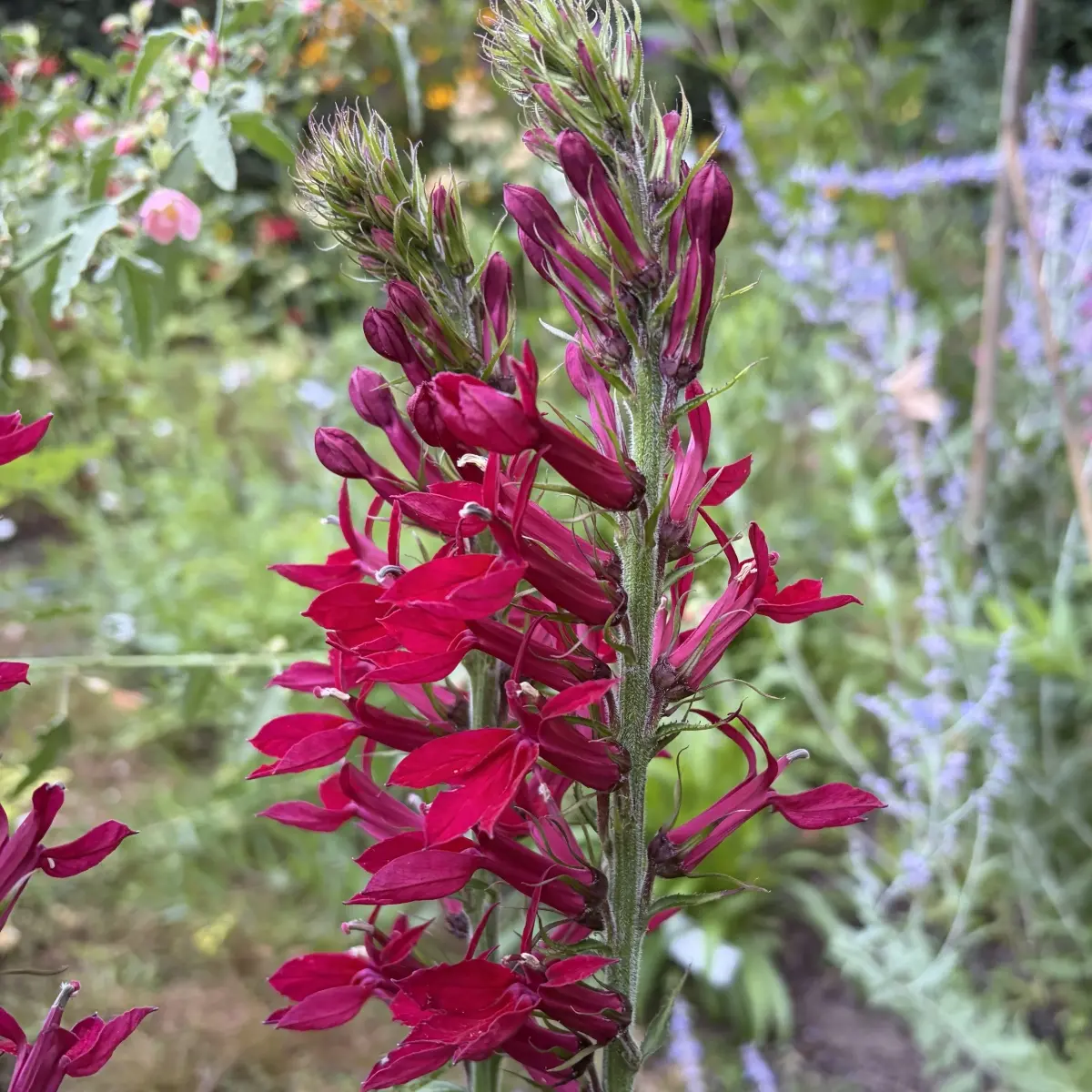 Lobelia ‘Washfield’ (Lobelia), fluweelrood bloeiend