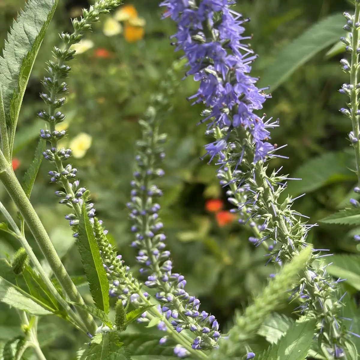 Veronica bachofenii (Ereprijs), helderblauw bloeiend