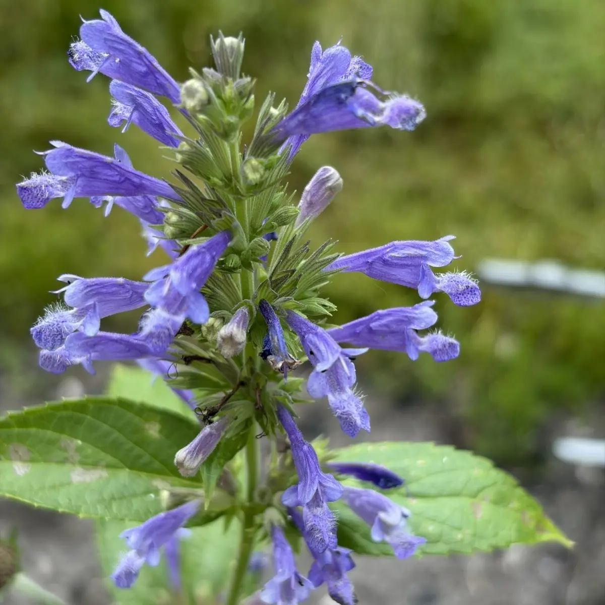 Nepeta kubanica ‘helderblauw’ (Kattenkruid), helderblauw bloeiend