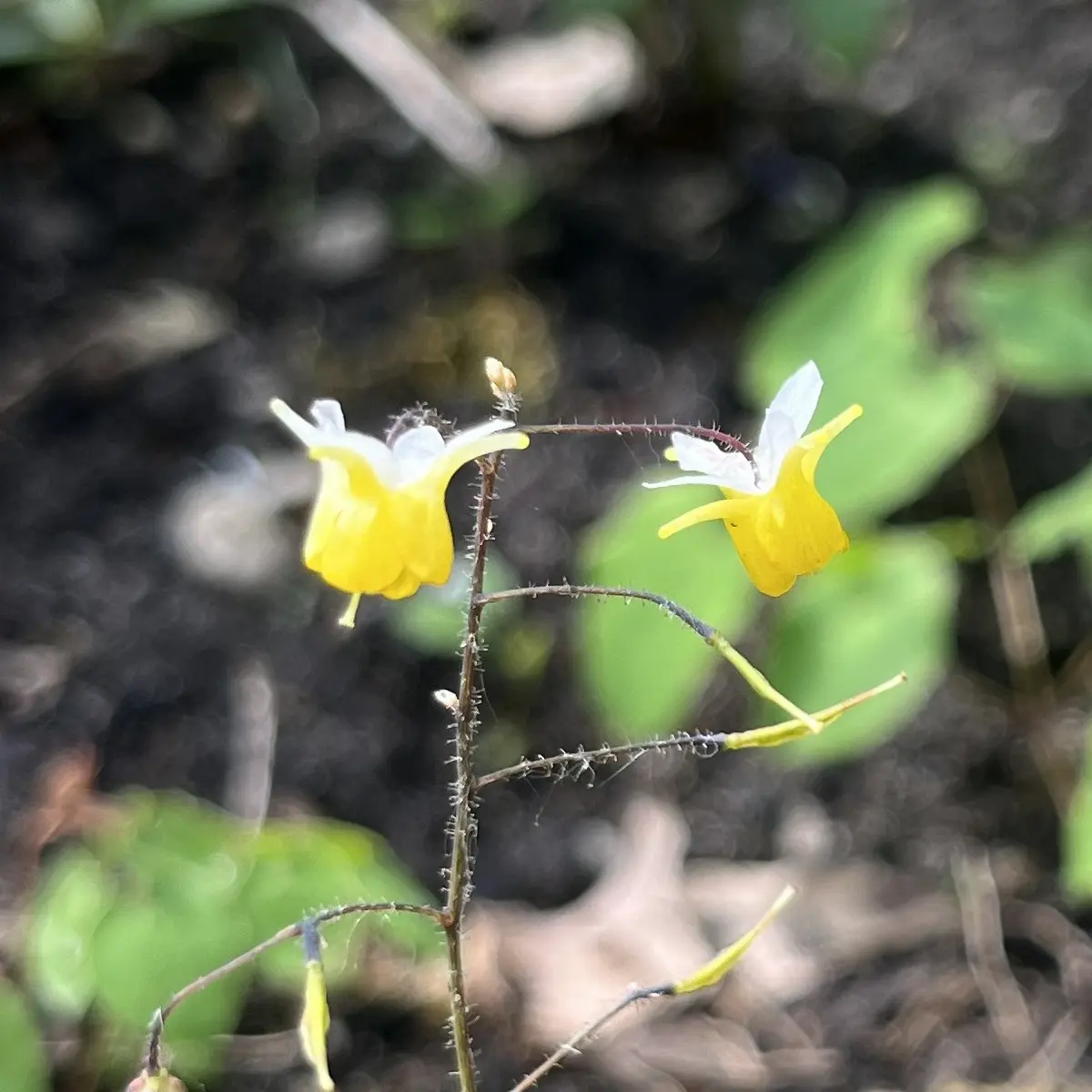 Epimedium ‘Parfum des Elfes’ (Elfenbloem), lichtgeel en geel bloeiend