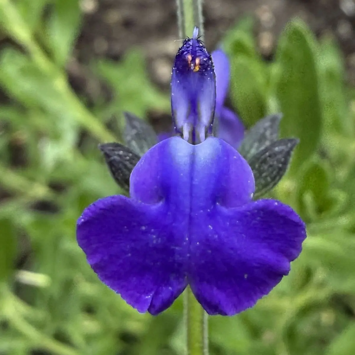 Salvia ‘Manon’ (Salie), donkerblauw bloeiend