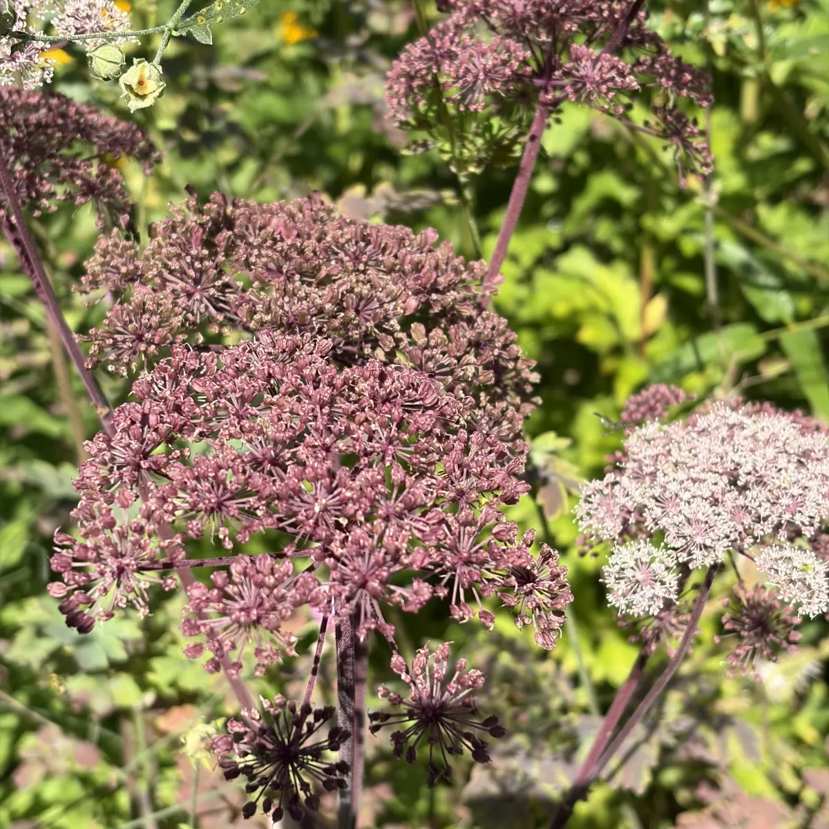 Angelica gigas, paarsrood bloeiend