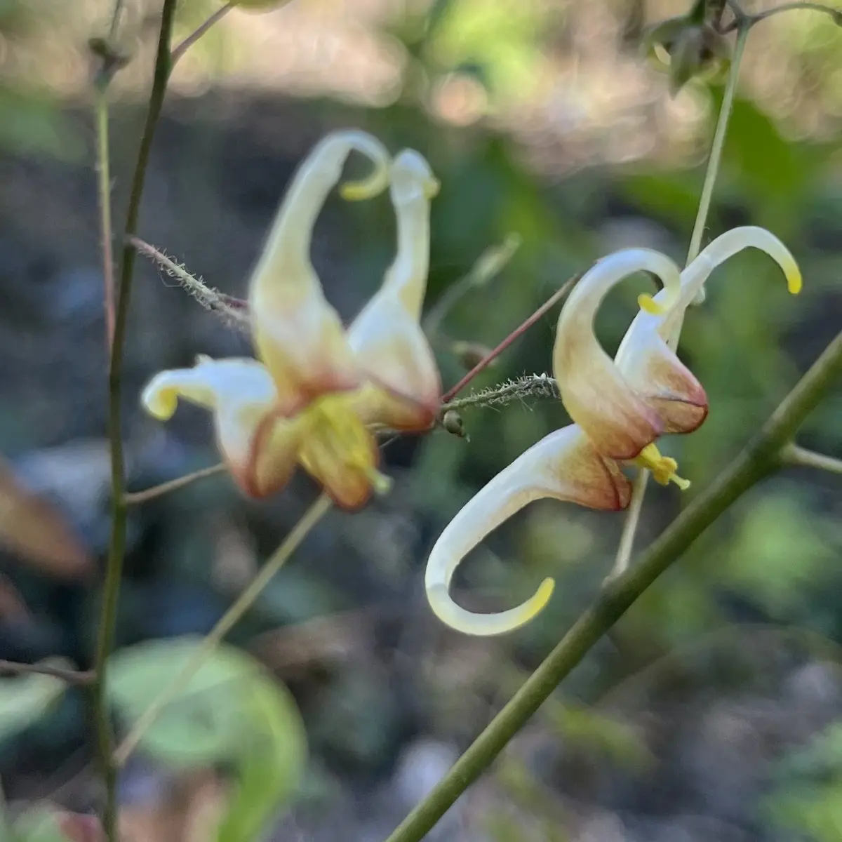 Epimedium rhizomatosum x wushanense (Elfenbloem), lichtgeel en roodachtig bloeiend