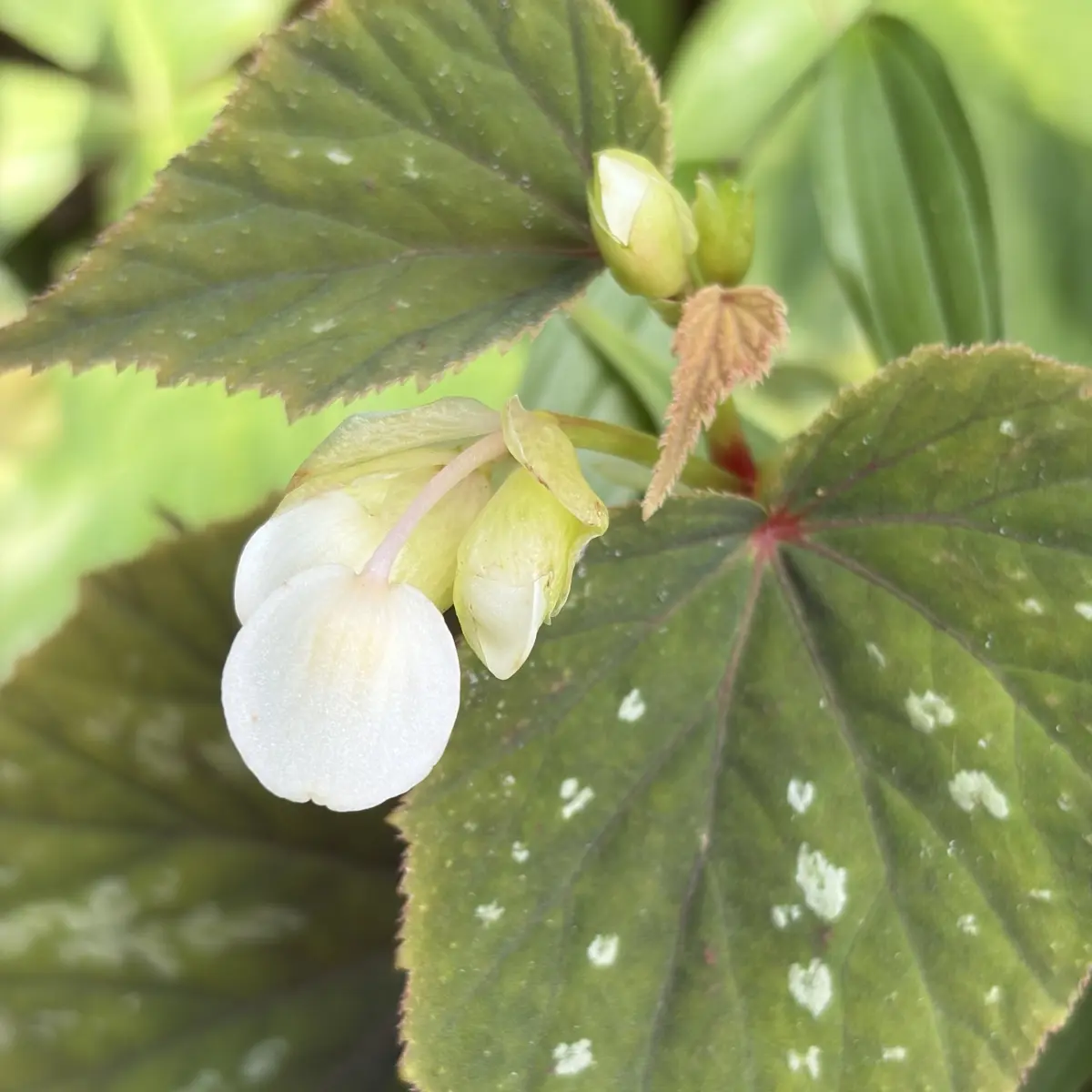 Begonia grandis subsp. holostyla ‘Nanjiang Silver’ (Begonia), wit bloeiend