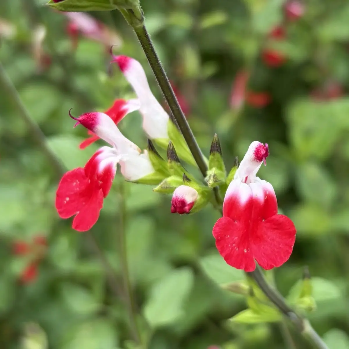 Salvia microphylla ‘Hot Lips’ (Salie), wit en rood bloeiend
