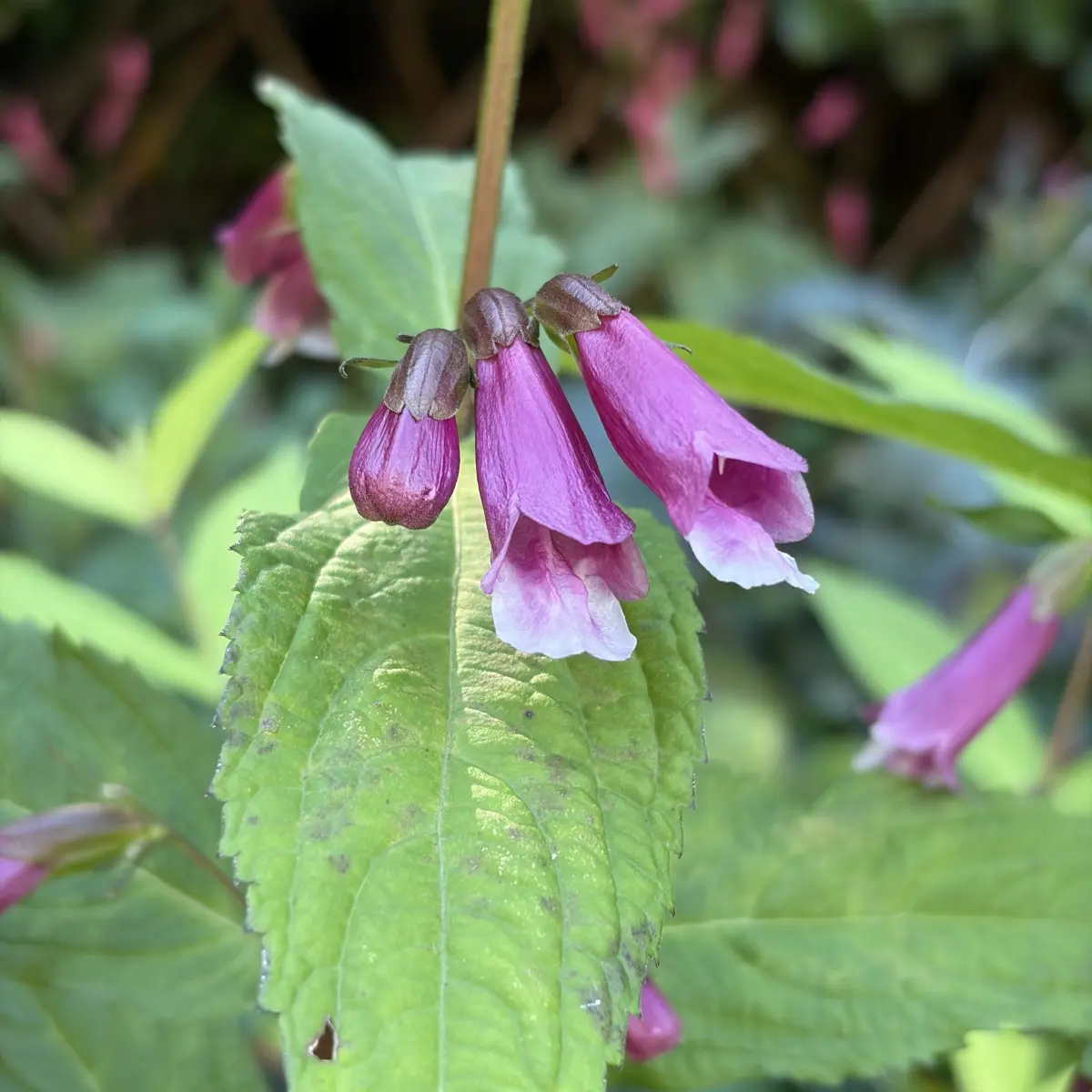 Chelonopsis longipes (Schijnschildpadbloem), roze bloeiend