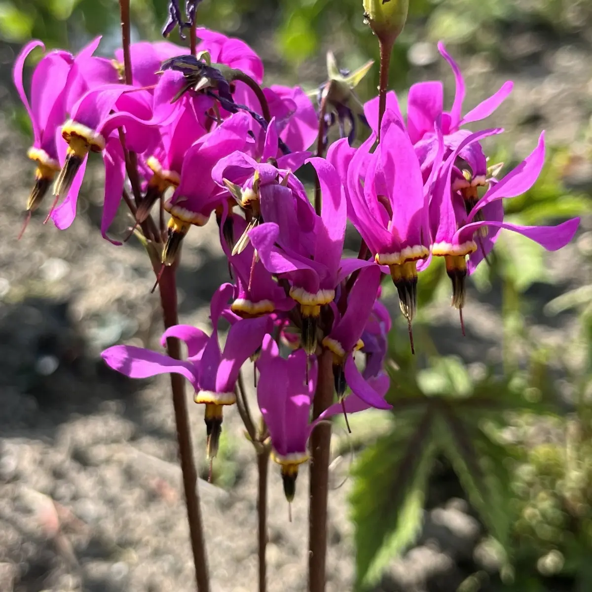 Dodecatheon ‘Aphrodite’ (Twaalfgodenkruid), paarsroze bloeiend