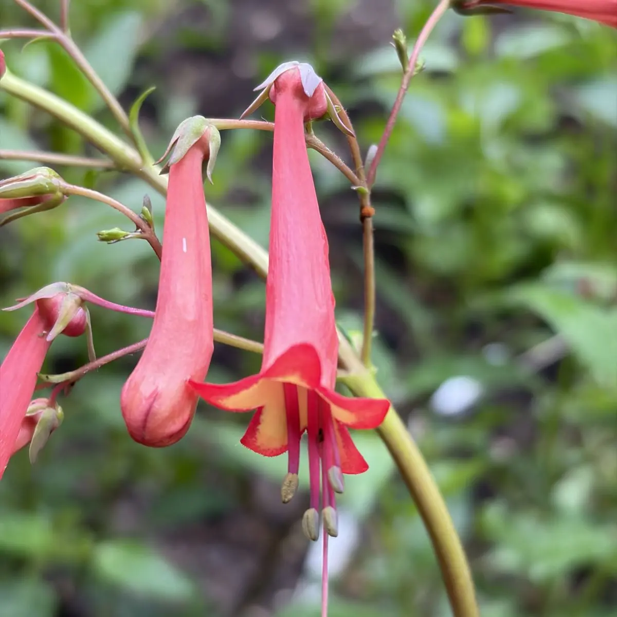 Phygelius capensis (Kaapse fuchsia), oranje bloeiend