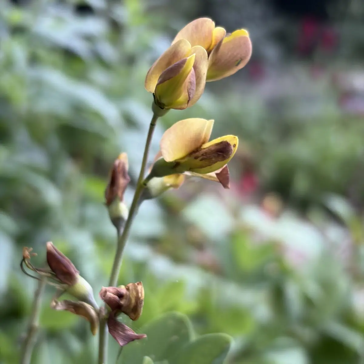 Baptisia ‘Cherries Jubilee’ (Valse indigo), roodbruin met geel bloeiend