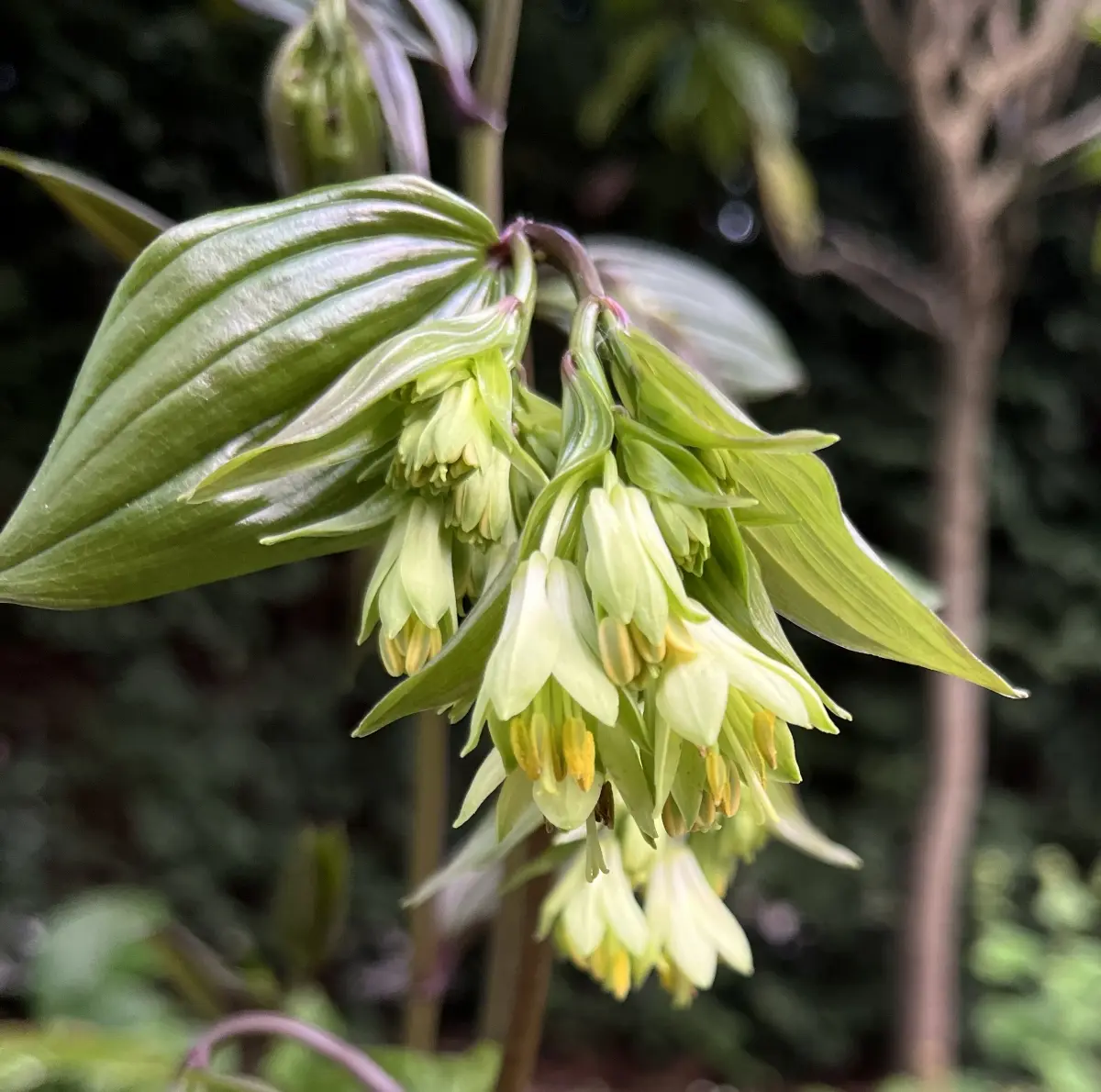 Disporum nantauense (Elfenklokje), wit en geel bloeiend