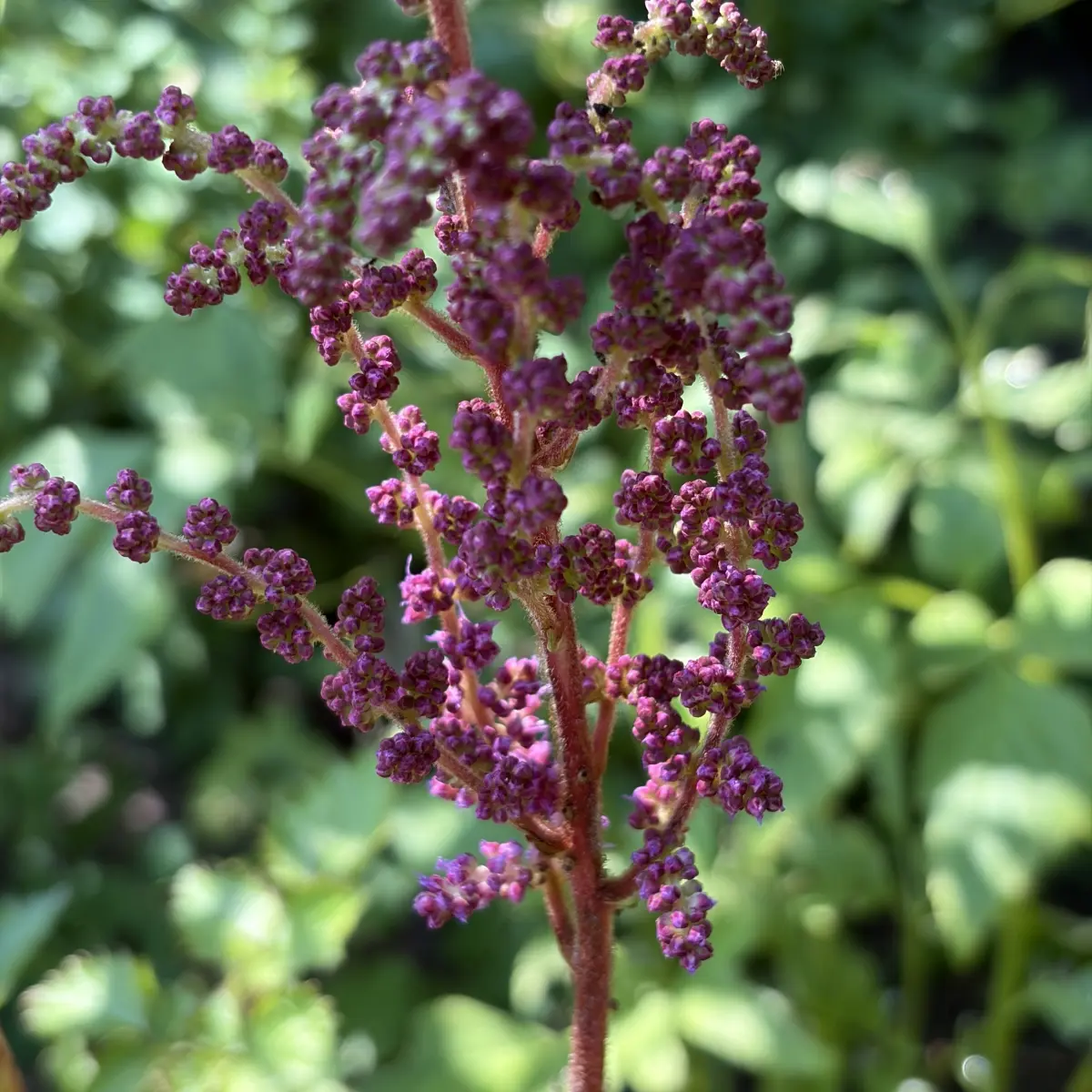 Astilbe chinensis taquetii ‘Purpurlanze’ (Spirea), paarsrood bloeiend