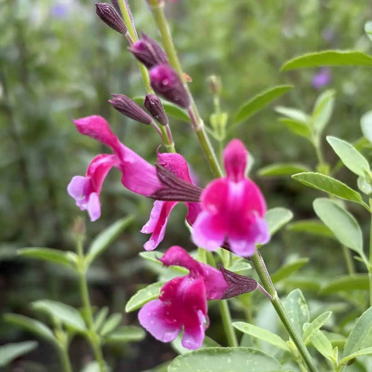 Salvia greggii ‘Icing Sugar’ (Salie), paarsroze bloeiend