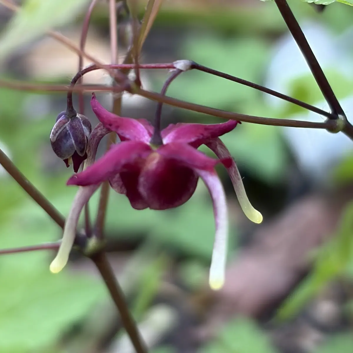 Epimedium ‘Red Maximum’ (Elfenbloem), donkerrood bloeiend