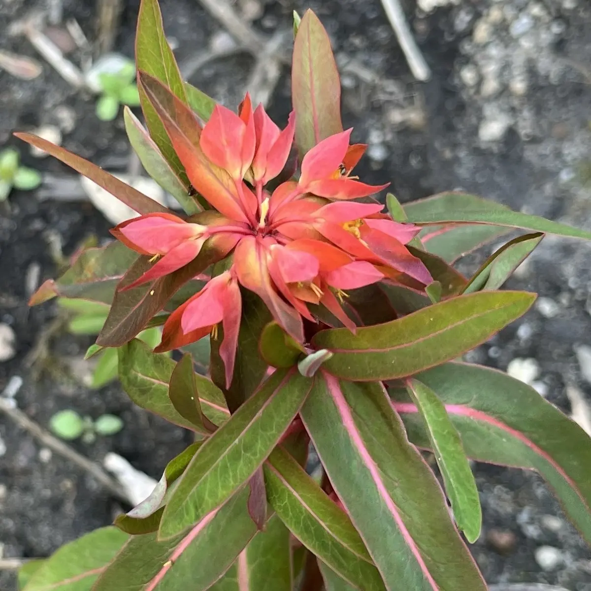 Euphorbia griffithii ‘Fireglow‘ (Wolfsmelk), oranje bloeiend
