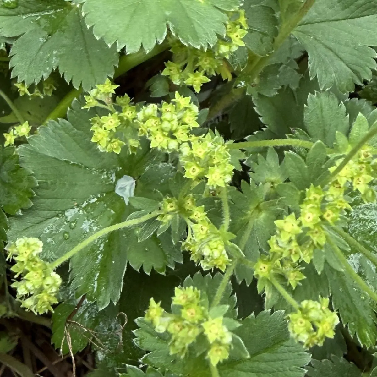 Alchemilla erythropoda (Vrouwenmantel), geel bloeiend