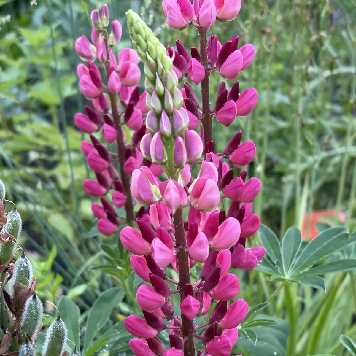 Lupinus ‘My Castle’ (Lupine), steenrood bloeiend