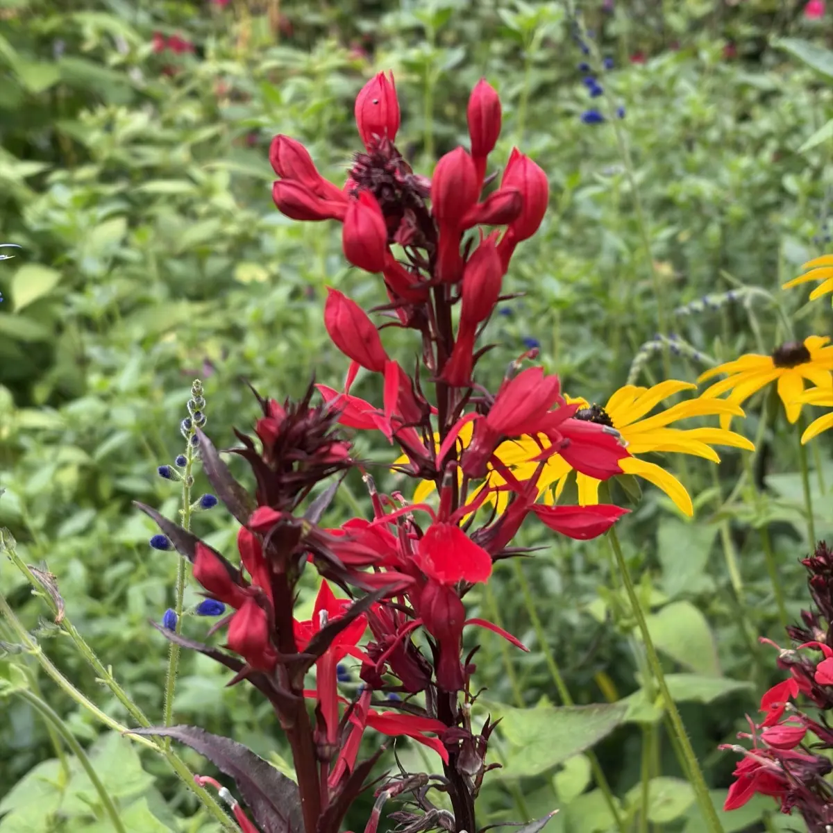 Lobelia fulgens ‘Queen Victoria’ (Lobelia), rood bloeiend