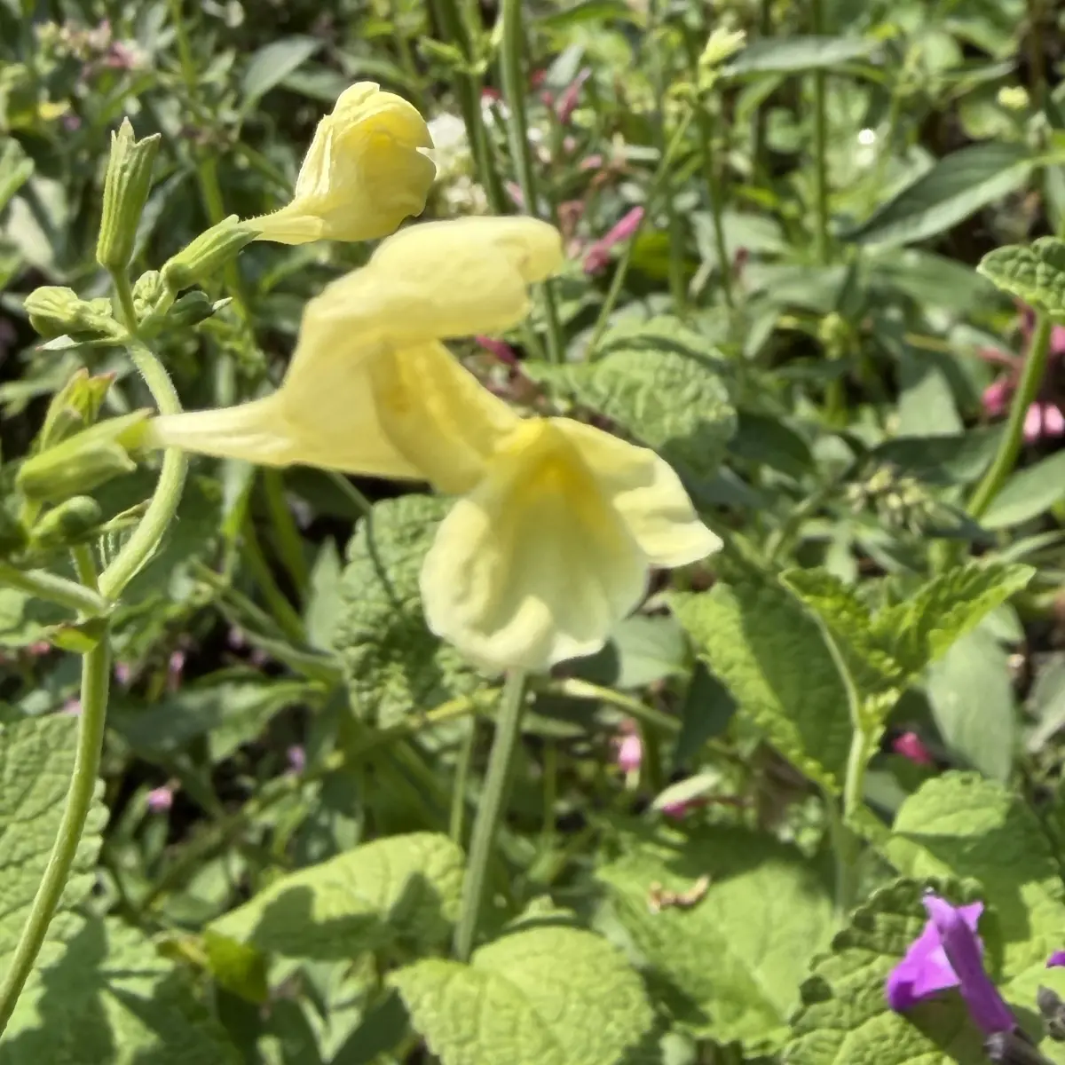 Nepeta govaniana (Kattenkruid), geel bloeiend