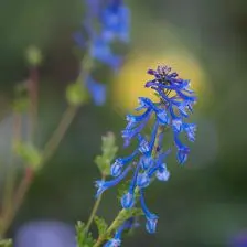 Corydalis calycosa (Helmbloem), blauw en wit bloeiend