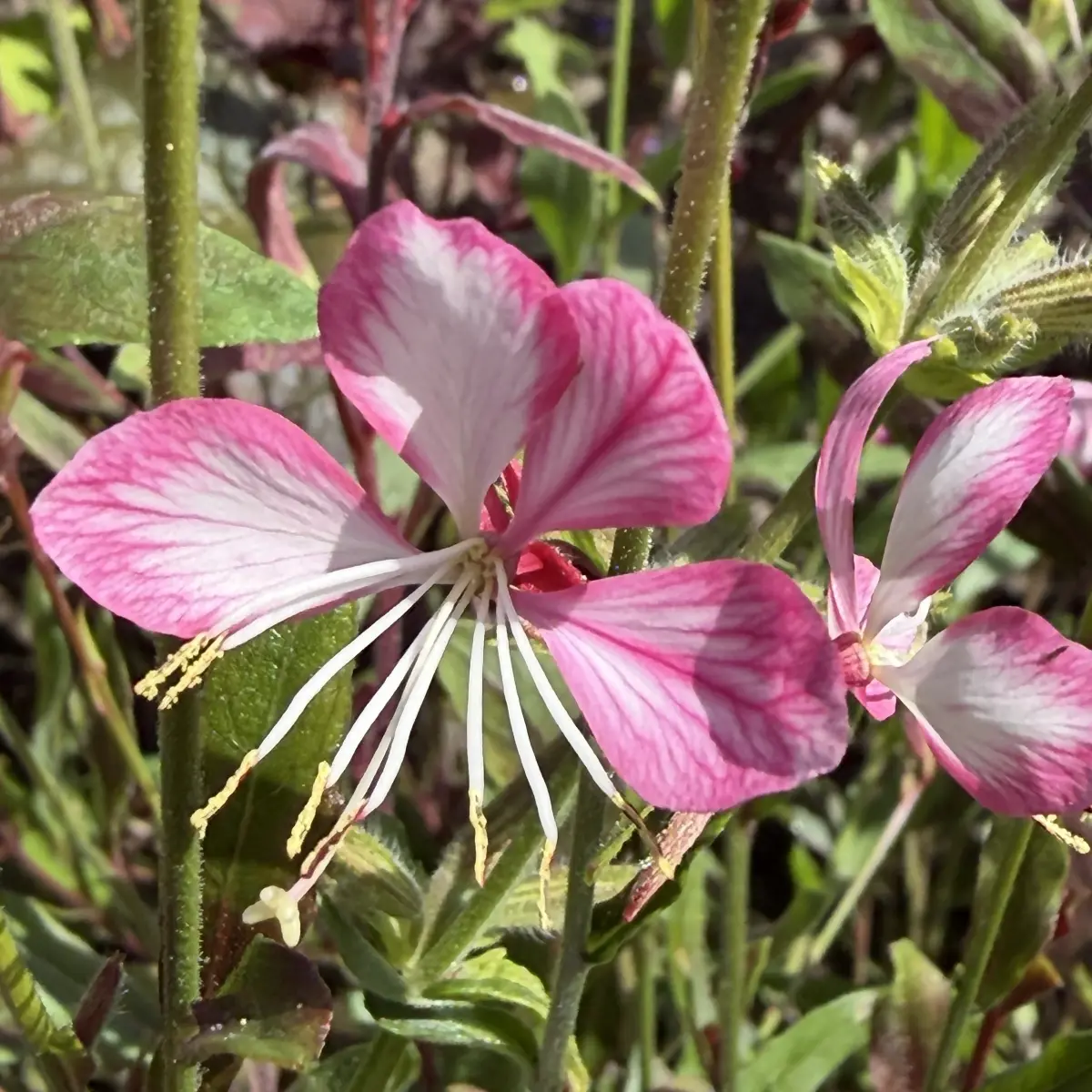 Gaura ‘Rosy Jane’ (Prachtkaars), roze bloeiend