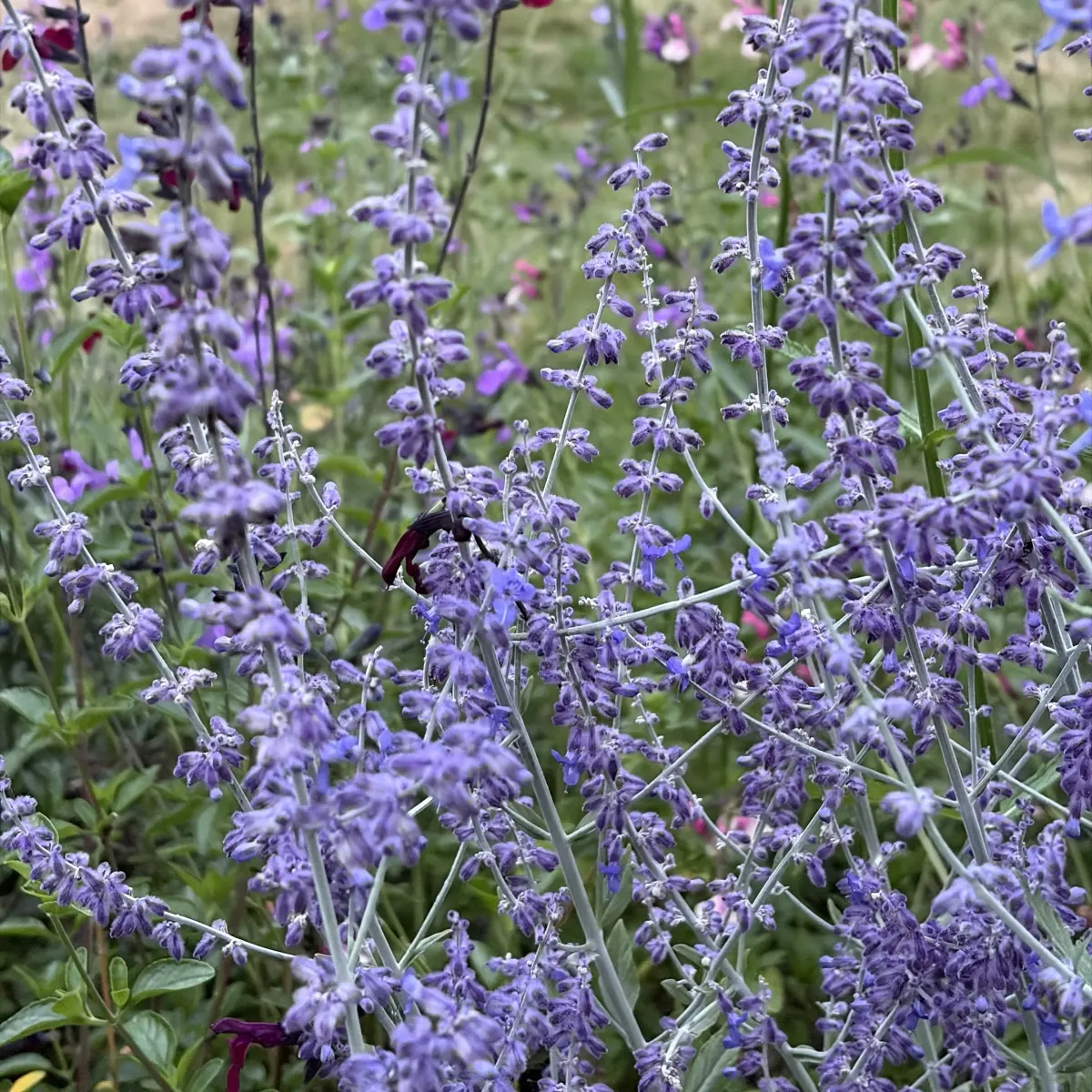 Perovskia ‘Little Spire’ (Russische salie), violetblauw bloeiend