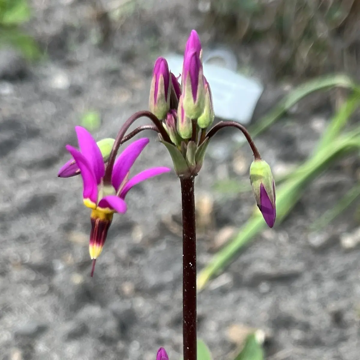 Dodecatheon pulchellum ‘Red Wing’ (Twaalgodenkruid), lilarood bloeiend