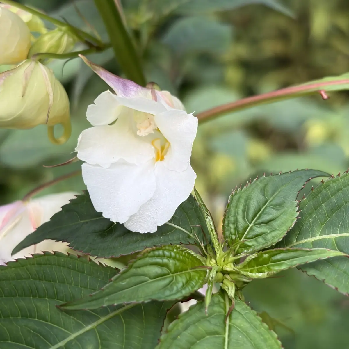 Impatiens arguta ‘Alba’ (Vast vlijtig liesje), wit bloeiend