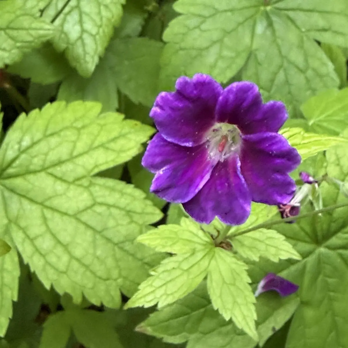 Geranium nodosum ‘Tony’s Talisman’ (Aster), donkerpaars bloeiend