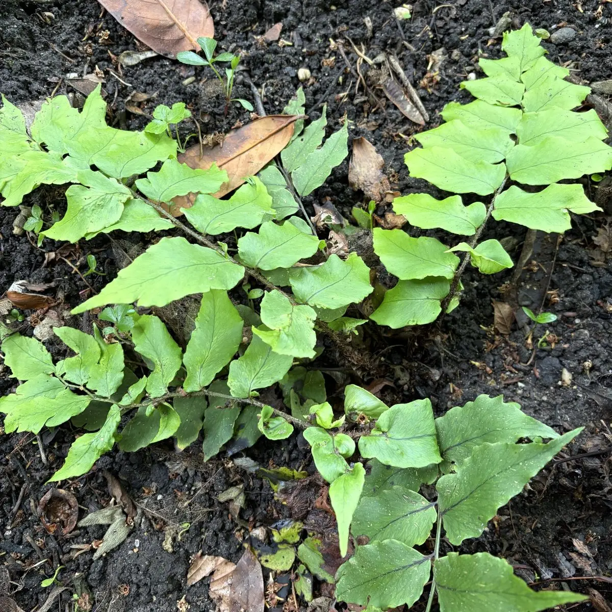 Cyrtomium fortunei ‘Clivicola’ (IJzervaren), geen bloeiend