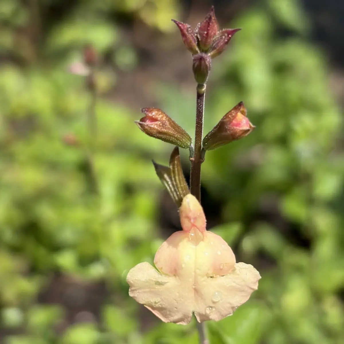Salvia ‘Peach Parfait’ (Salie), perzik en abrikoos bloeiend