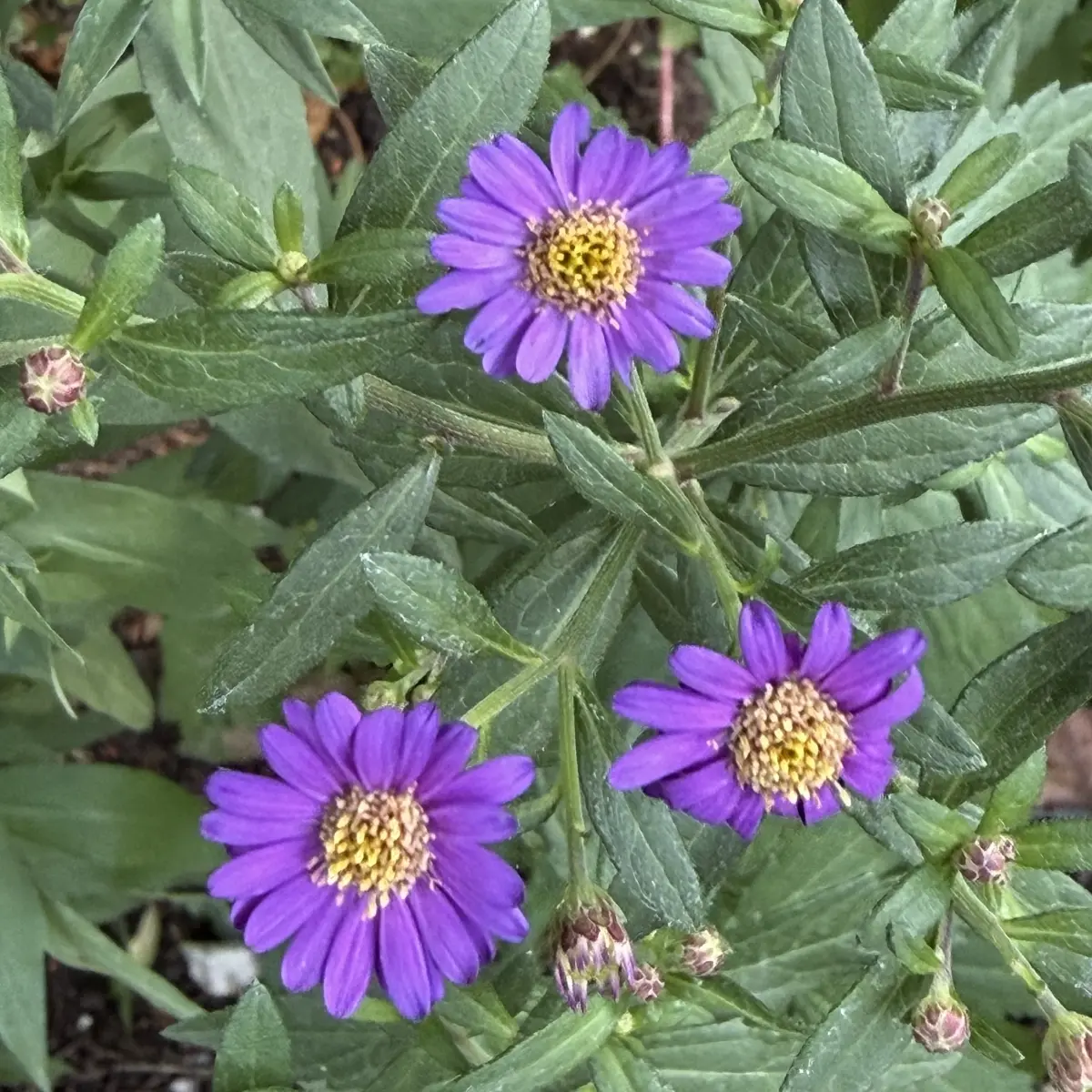 Aster agerotoides ‘Ezo Murazaki’ (Aster), donkerpaars bloeiend