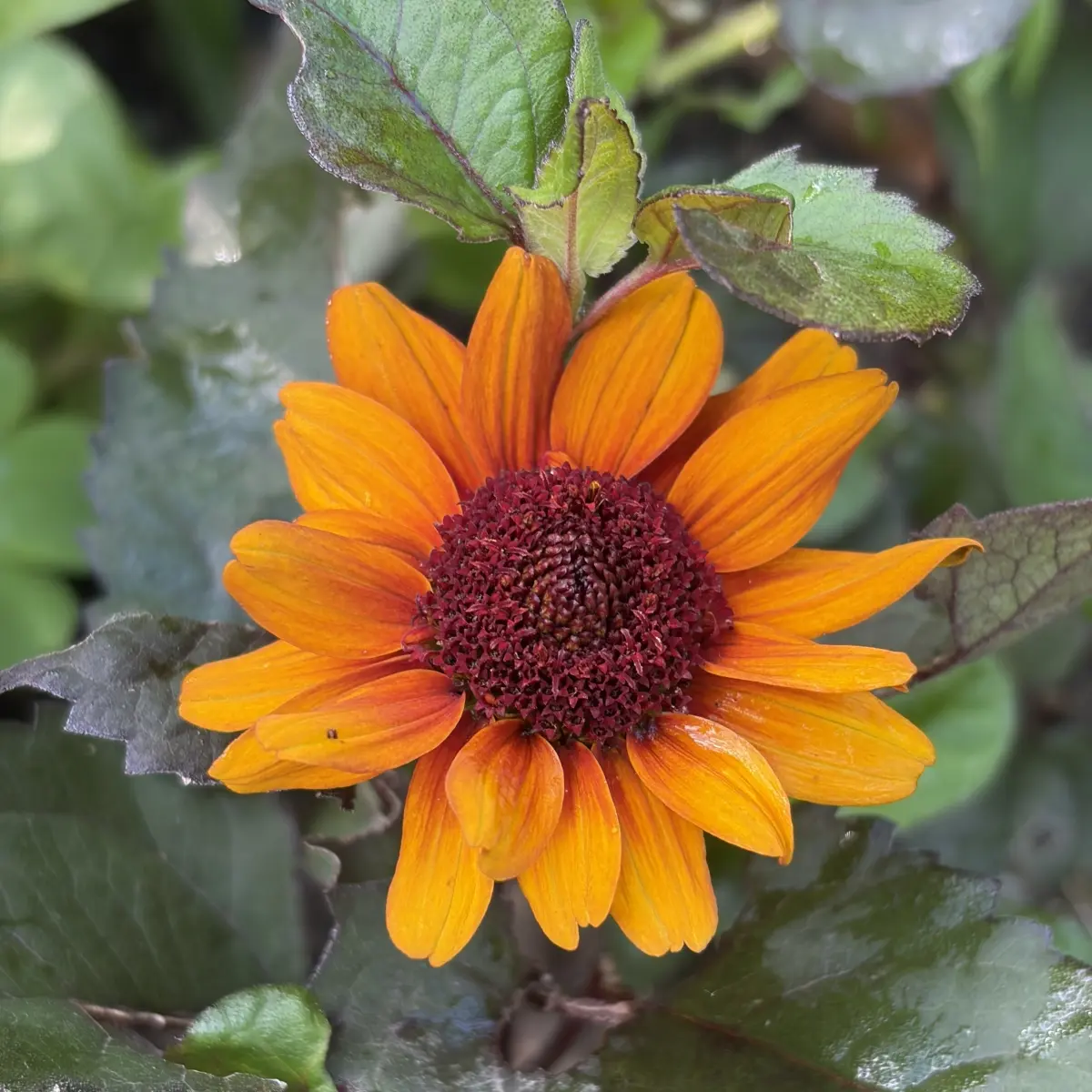 Heliopsis helianthoides ‘Luna Roja’ (Zonneoog), oranje bloeiend