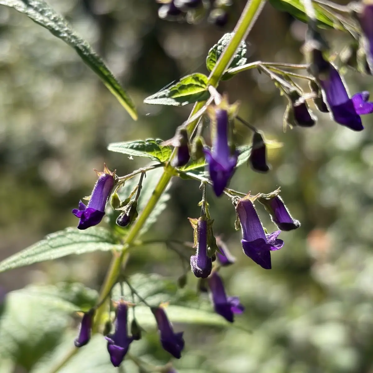 Caryopteris divaricata ‘Blue Bonnets’, donkerblauw bloeiend