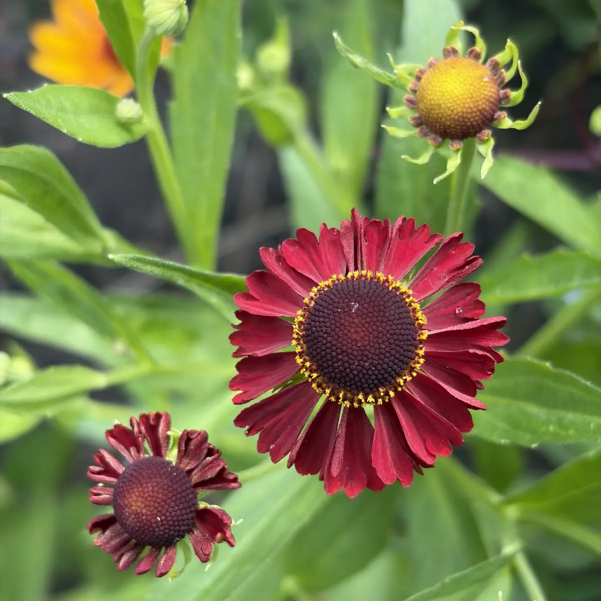 Helenium ‘Vens Nyx’ (Zonnekruid), roodbruin bloeiend