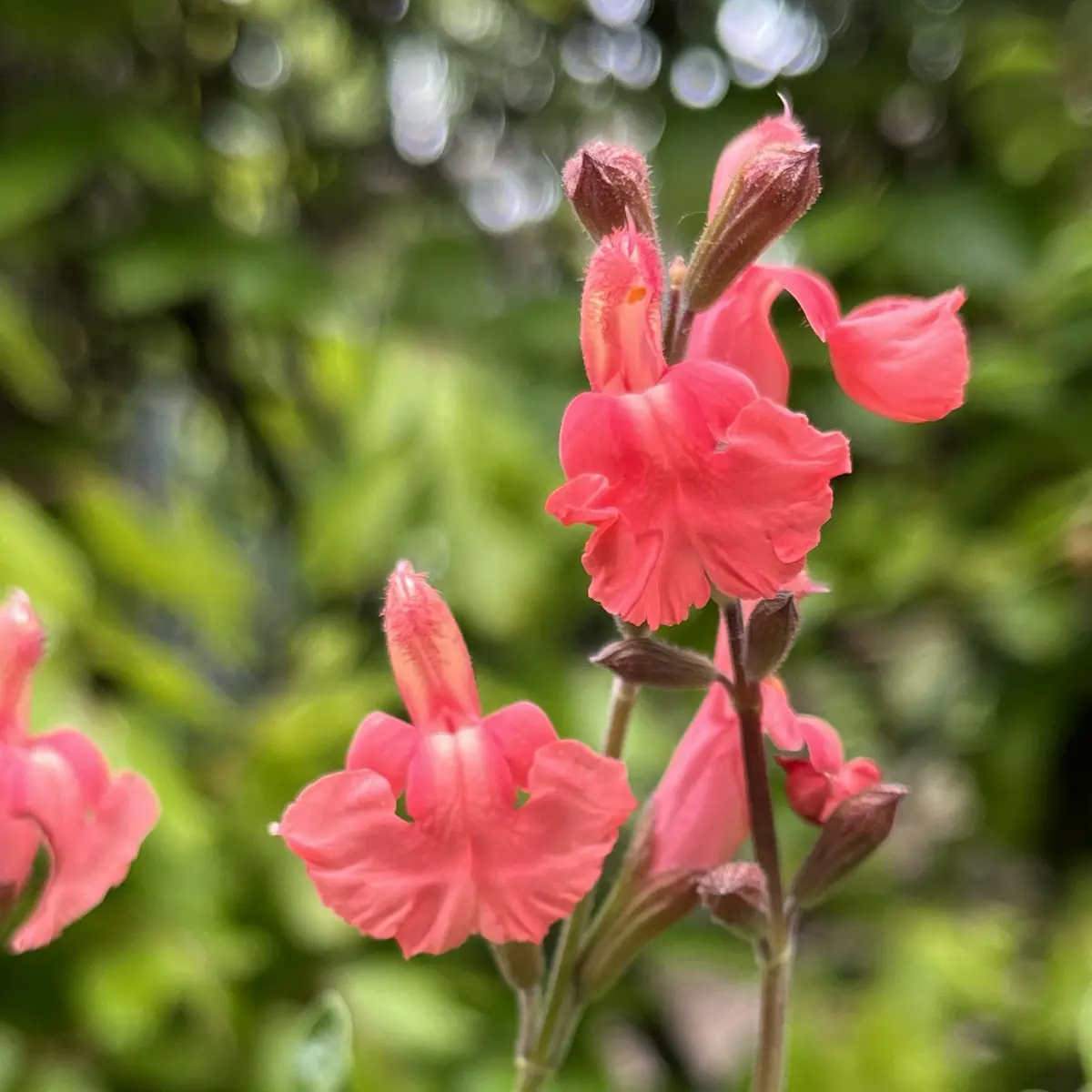 Salvia microphylla ‘Papajan’ (Salie), zalmroze bloeiend